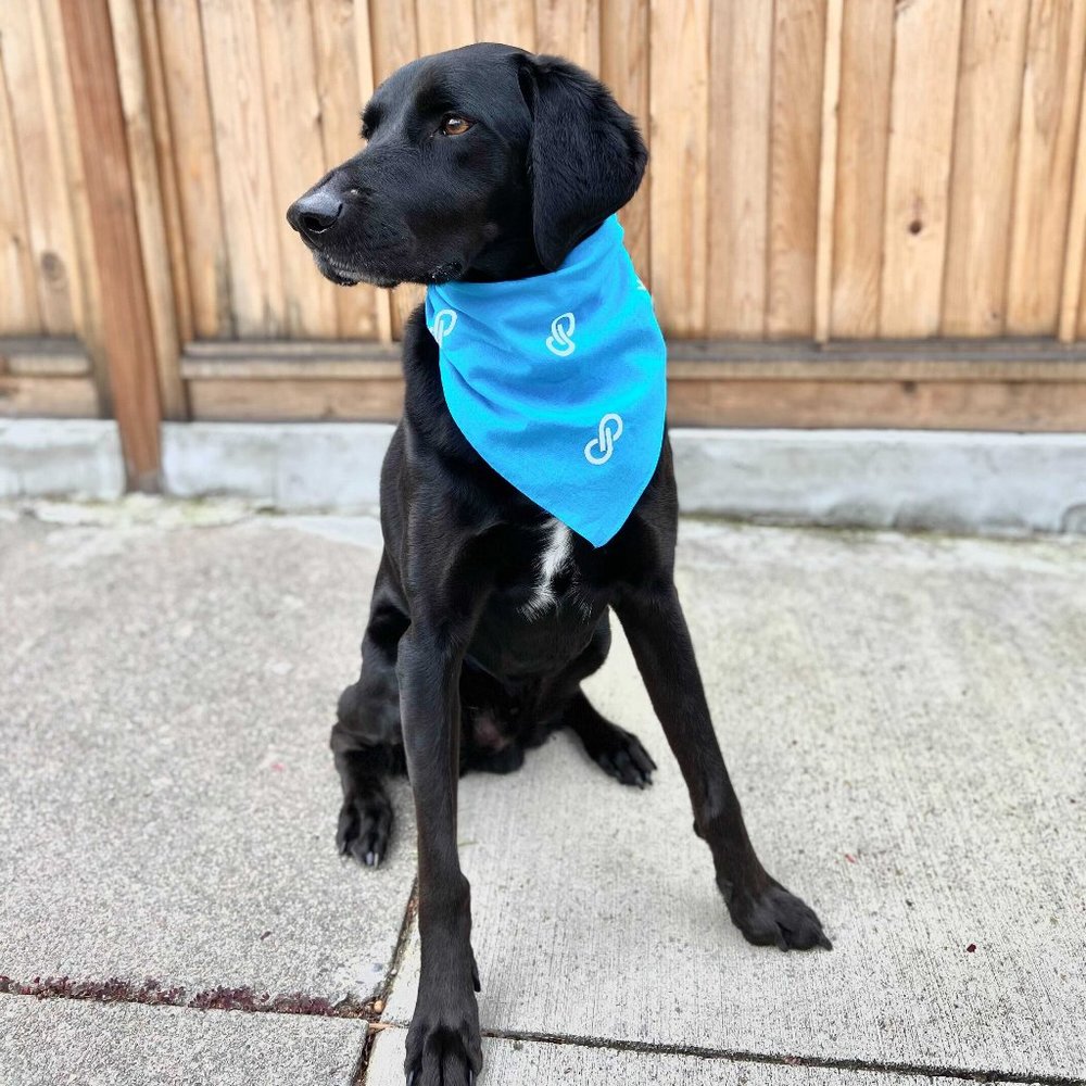 🐶2X•HP!🐶Poshmark Pet Bandana Listing is for ONE (1) - Picture 3 of 3